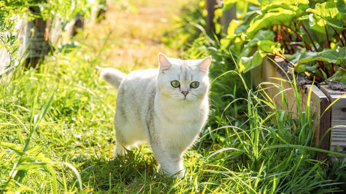 Säkerhet för din katt i trädgården